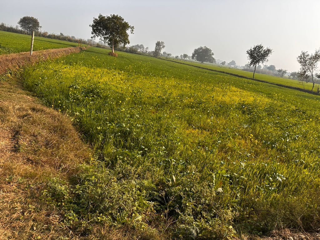 Cornar land thumbnail 6