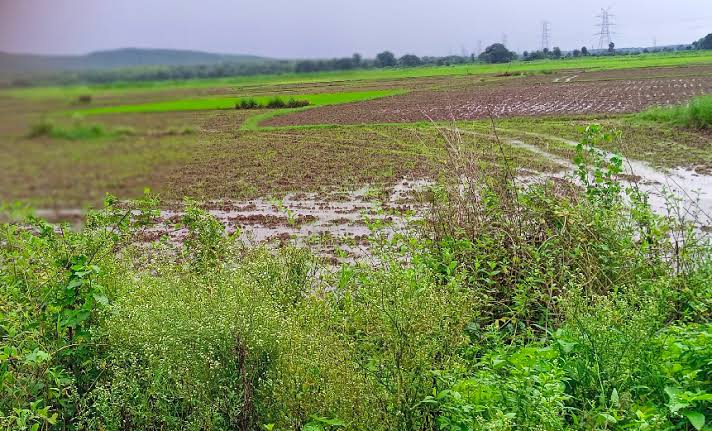 Agricultural Land for Sale – 9.5 Acres, Road Attached, Avalipalya (Malnad Region, Karnataka) thumbnail 4