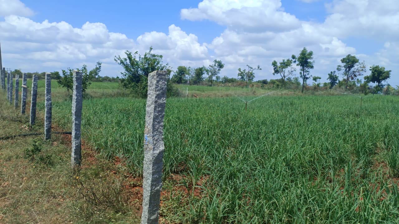 Agricultural Land for Sale – 9.5 Acres, Road Attached, Avalipalya (Malnad Region, Karnataka) - 1