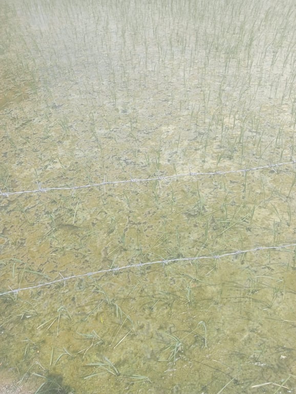 Cornar land thumbnail 2