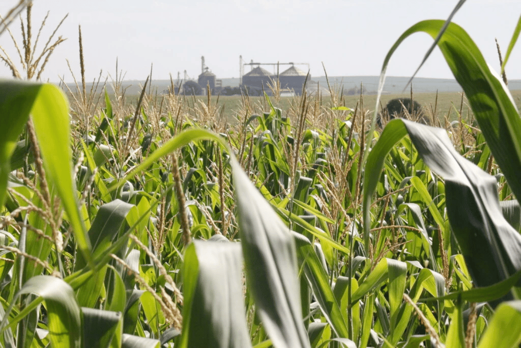 The industry's main argument in defense of its sustainability claims is the use of second-crop corn to supply the mills, but the government does not certify grain suppliers and relies on data provided by ethanol producers. (Photo: Mauro Zafalon/Folhapress)