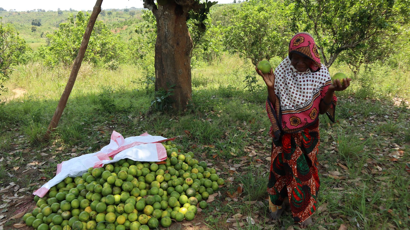 An elderly woman picking oranges at the Bomba Sita farm. Photo by Dawn Attride.