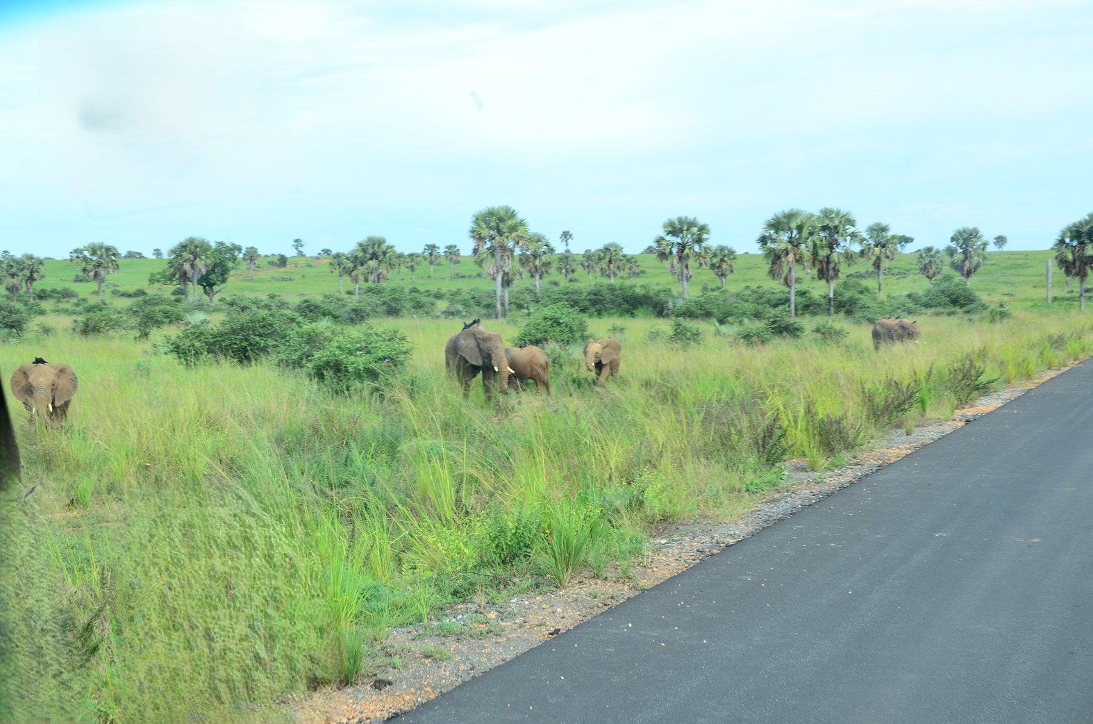 A herd of elephants strolls along a roadside inside Uganda’s largest park, Murchison Falls National Park