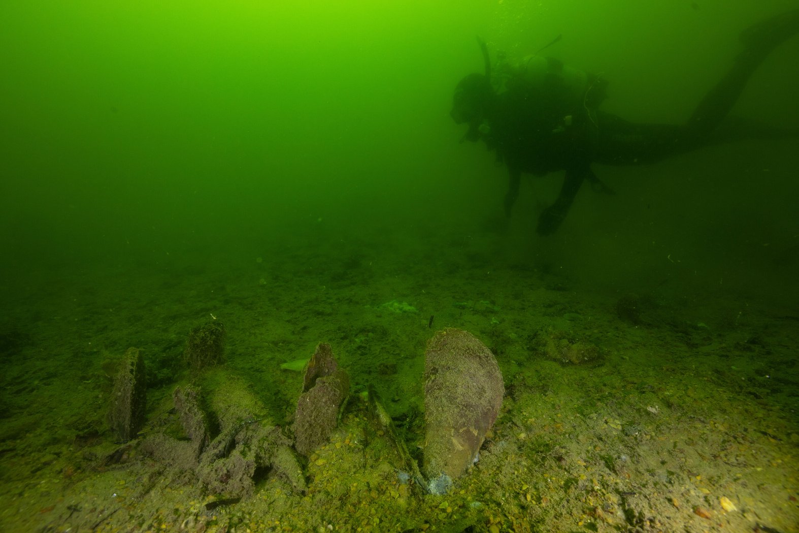 A diver surveys the damage underwater. Photo: Stefan Andrews, courtesy Great Southern Reef Foundation.