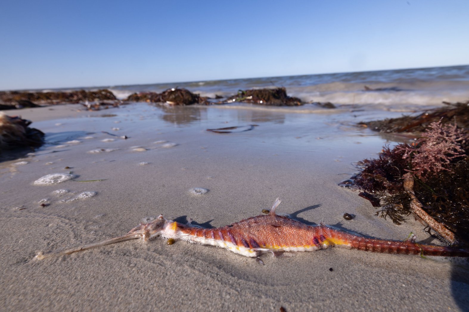A seahorse killed by the algal bloom. Photo by: Stefan Andrews, courtesy Great Southern Reef Foundation.