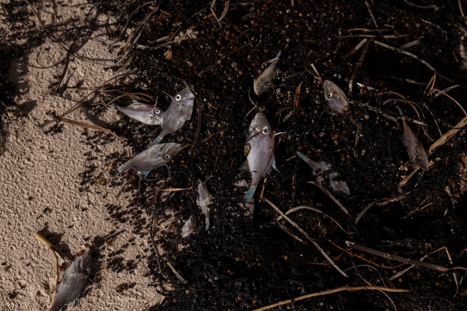 A school of dead fish recently washed ashore on a beach at Port Wilunga. Photo: Sia Duff
