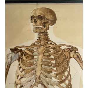 Rulle Lærred planche af anatomisk skelet fra 1950-60erne - nr. 1115478