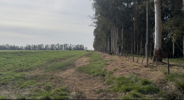 Campo — foto 8