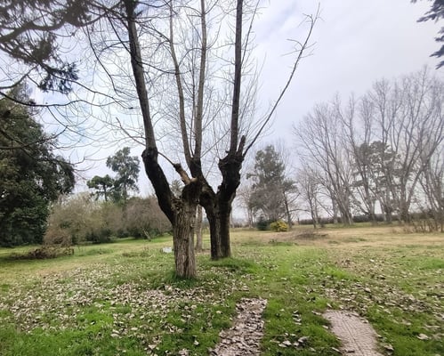 VENTA LOTE 1 HECTAREA PTE DERQUI — foto 5