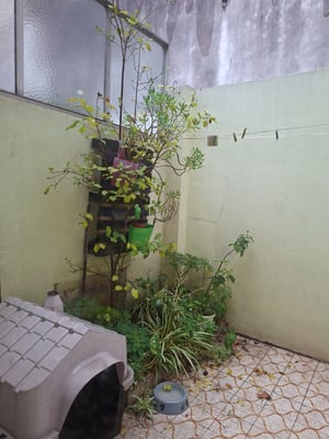 PH — foto 7