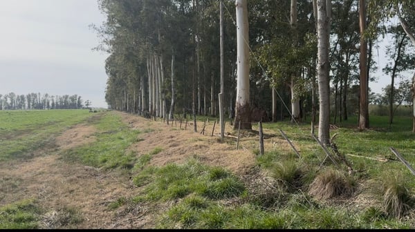 Campo — foto 7