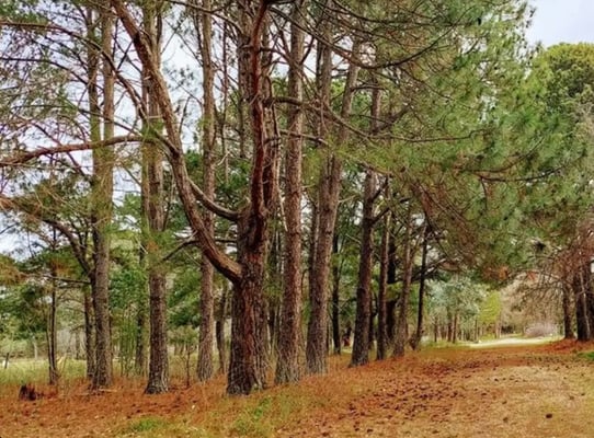 Terreno — foto 8