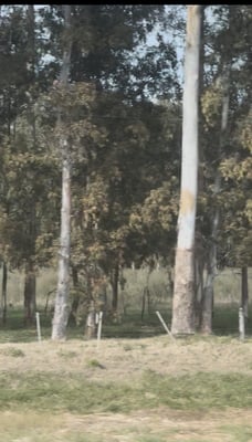 Campo — foto 5