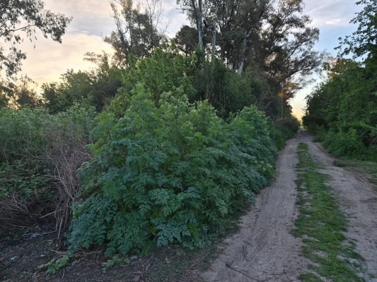 VENTA LOTE Gral RODRIGUEZ 712 m2 — foto 4