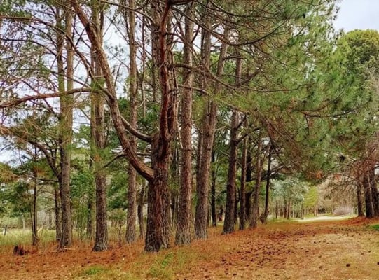 Terreno — foto 5