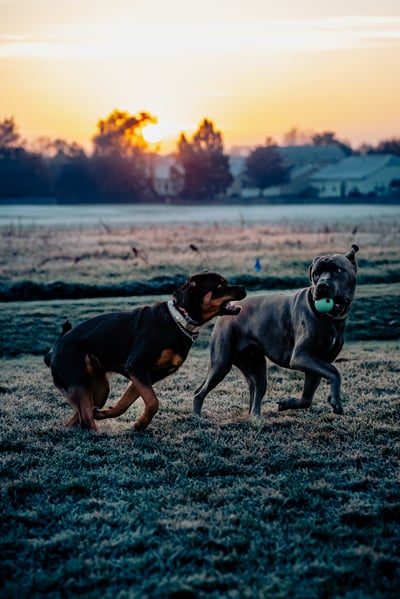 A dog in black and brown runs with its mouth open while a dog in gray carries a green ball in its mouth.
