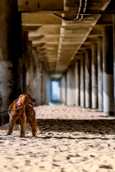 A golden dog on a leash stands on sand under a pier.