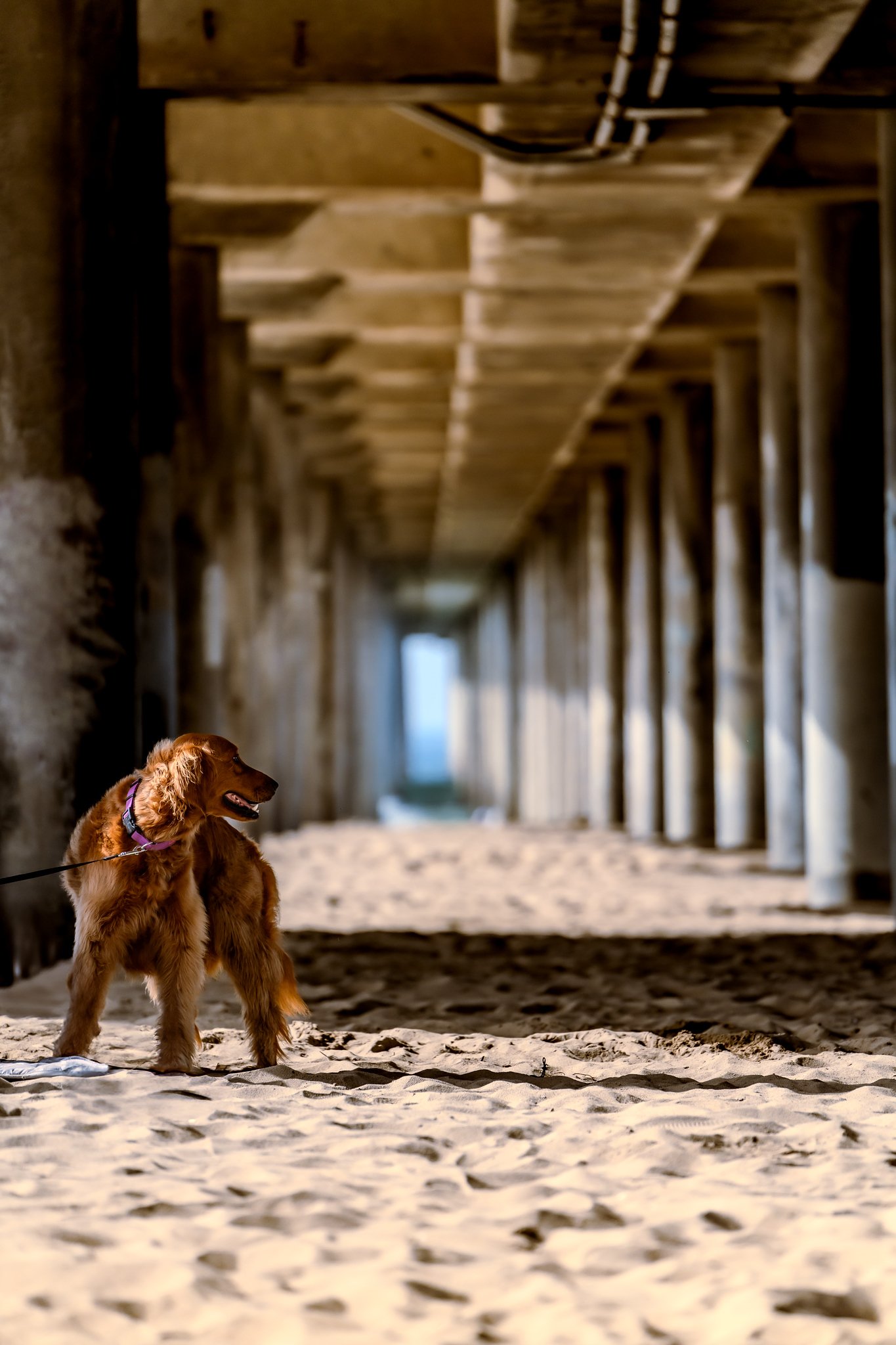Huntington Beach Pier - Nov 2