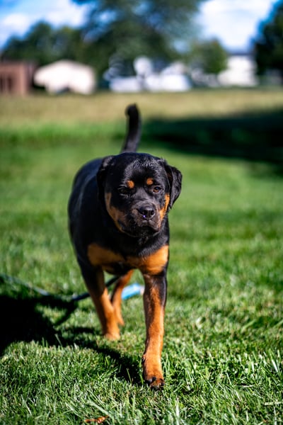 A black and tan dog walks forward on green grass.
