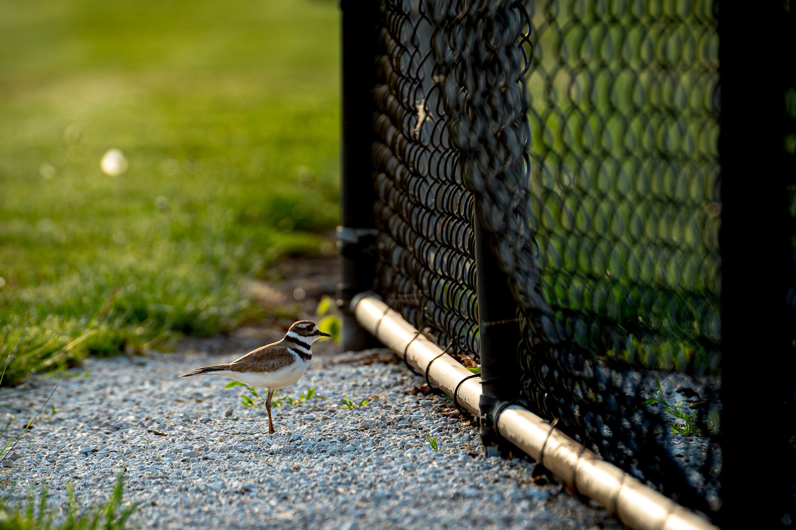 Prairie Point Softball League - May 24