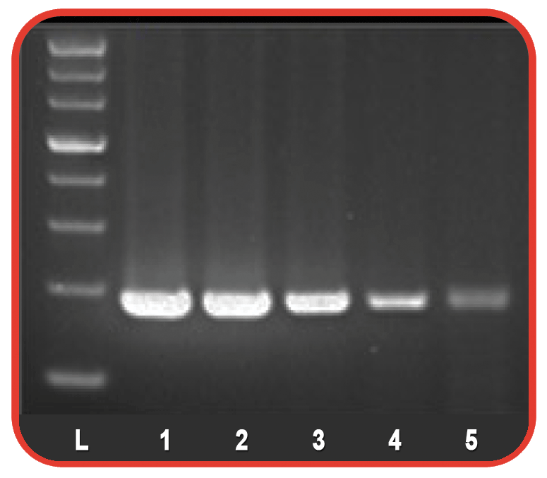 Accuris Hot Start ChemMod Taq | 6000 Units - Image 2