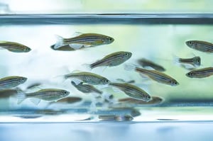 multiple zebrafish breeding and swimming in tank