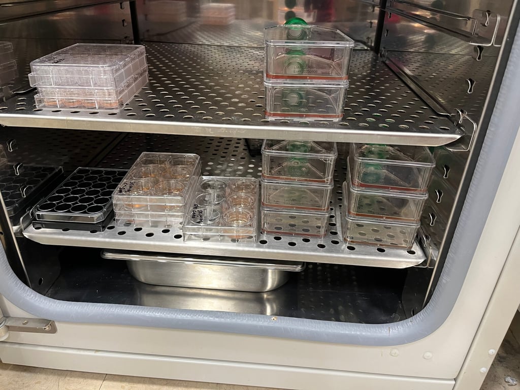 inside of a co2 incubator with cell cultures