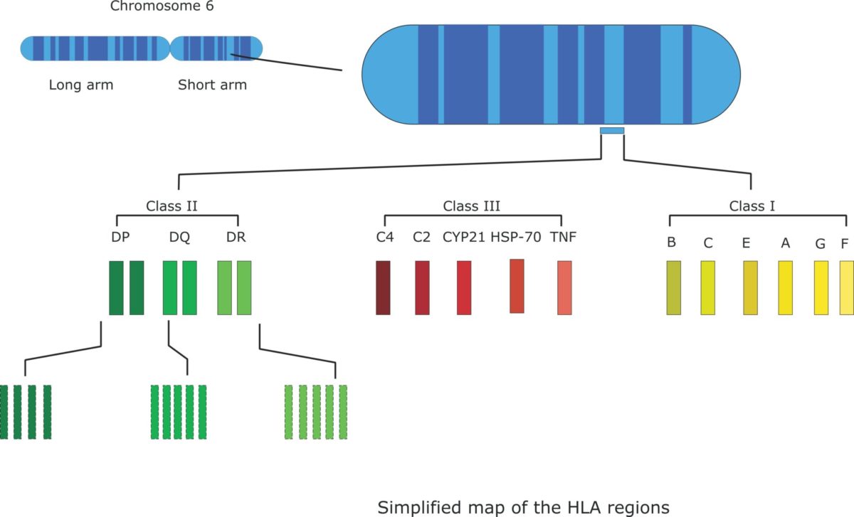 Defining The RCCX Phenotype