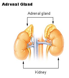 Adrenal & Hormone Profile: Biohealth 205