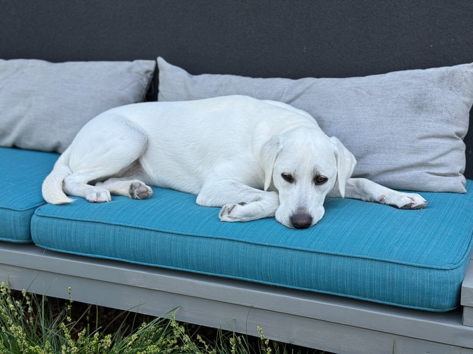 A white Labrador Retriever is lying down on an outdoor bench with a long blue pillow. Her eyes are open, so she doesn't miss any action.