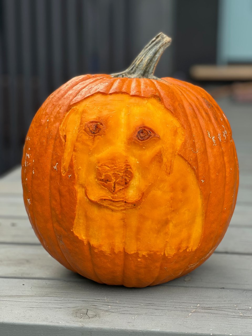 Pumpkin carved as a dog.