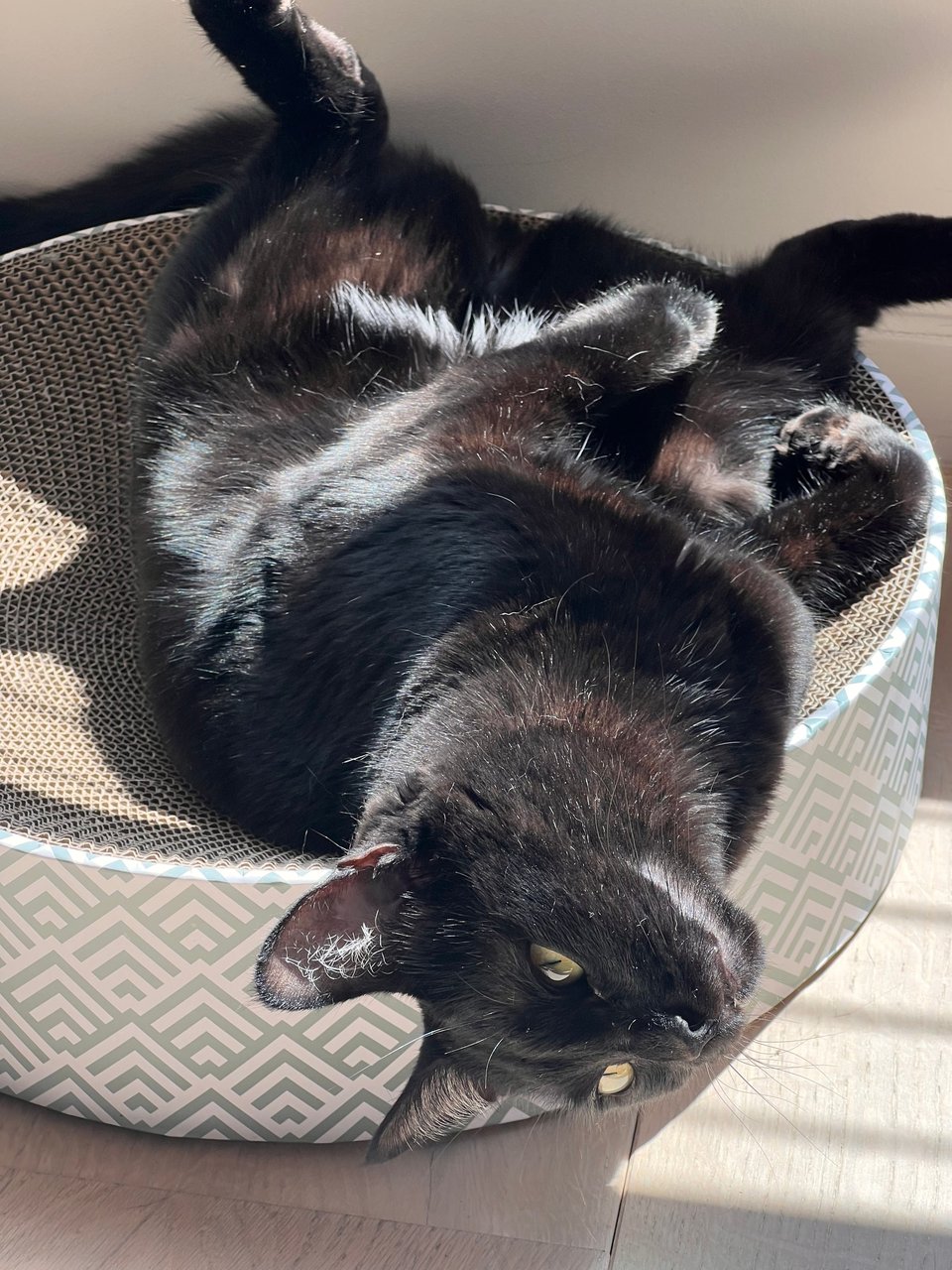Black cat on her back