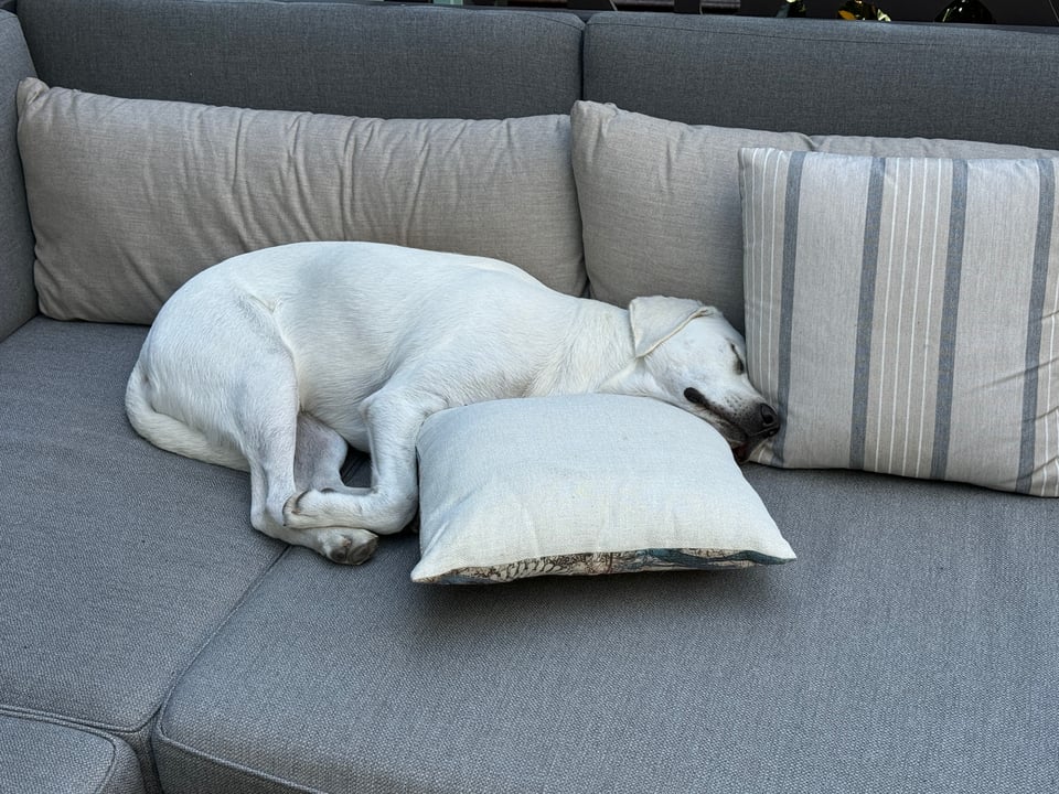 A white Labrador Retriever is sleeping peacefully.