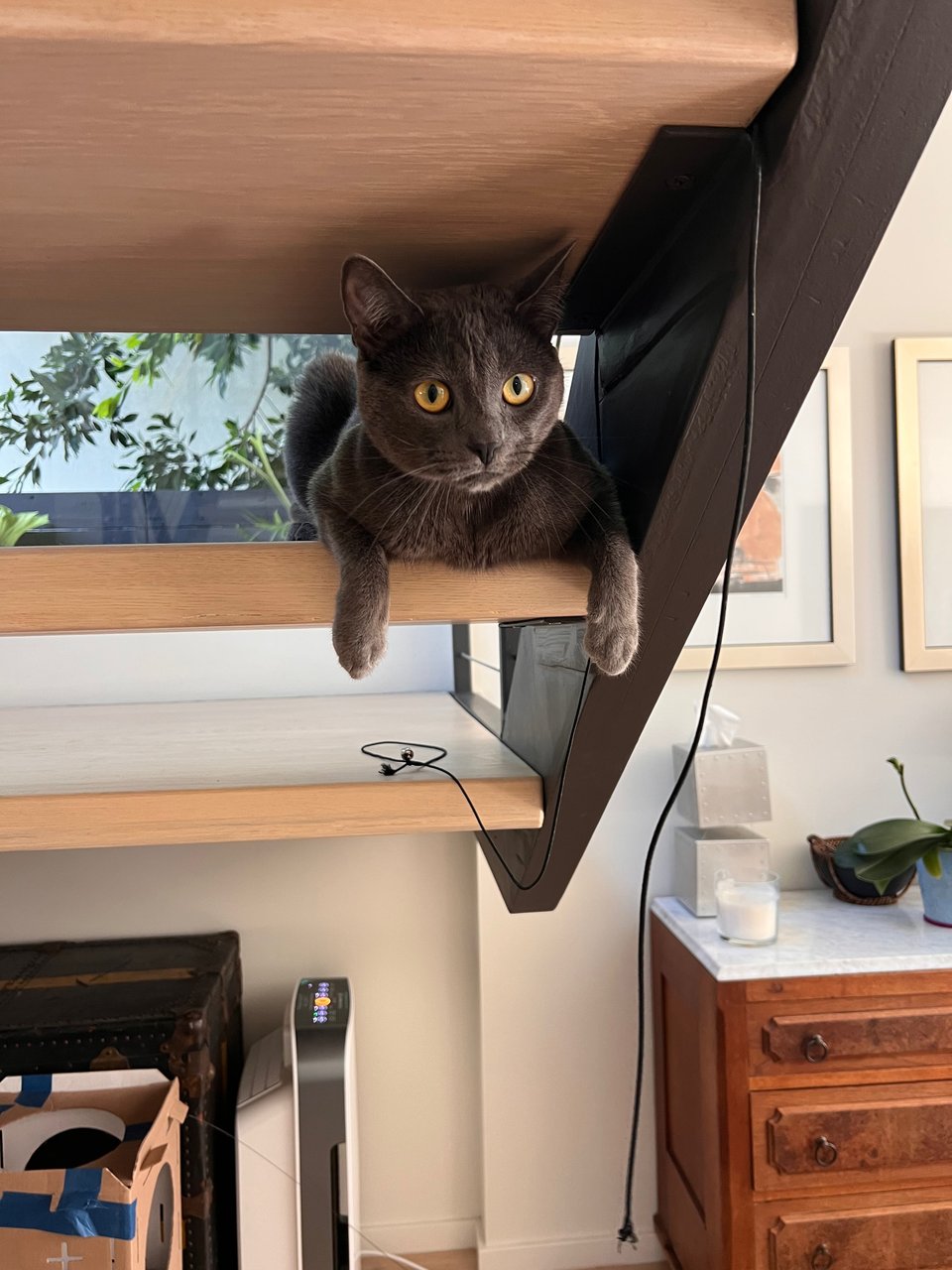 Grey cat, playing on wooden stairs
