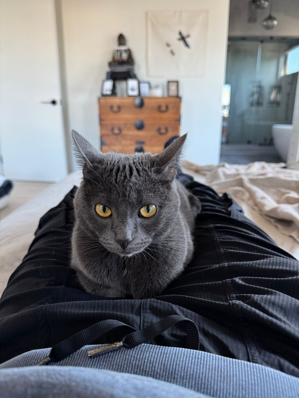 Grey cat resting like a loaf of bread on a lap.