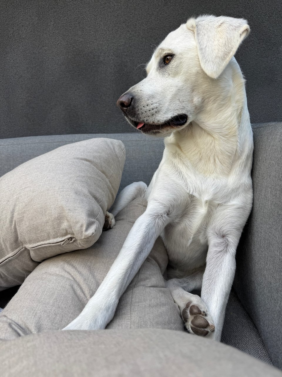 A white Labrador Retriever is sitting up with a bunch of pillows strewn around her. Her tongue is slightly out.