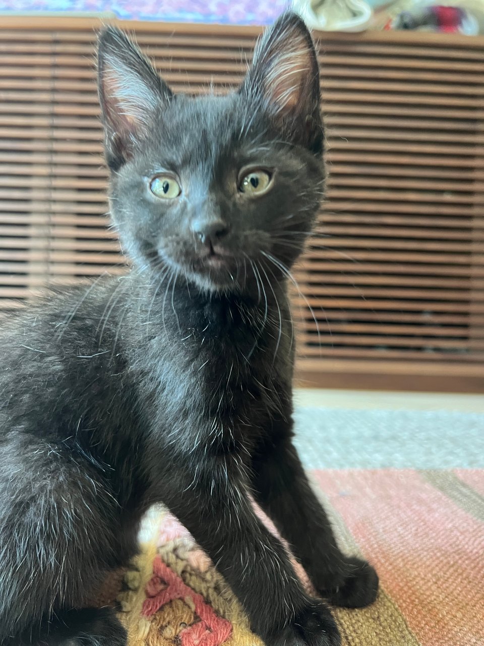 Black baby kitten