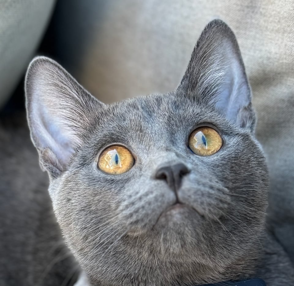 Face of grey cat with sweet golden eyes looking up