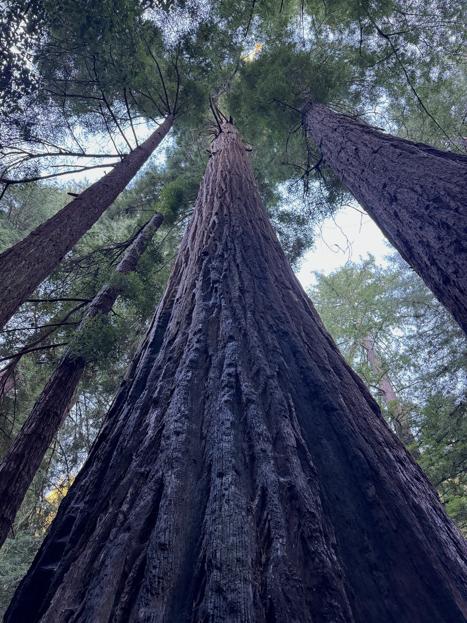 Photo of a large tree known as the mother tree in a forest of old redwood trees.