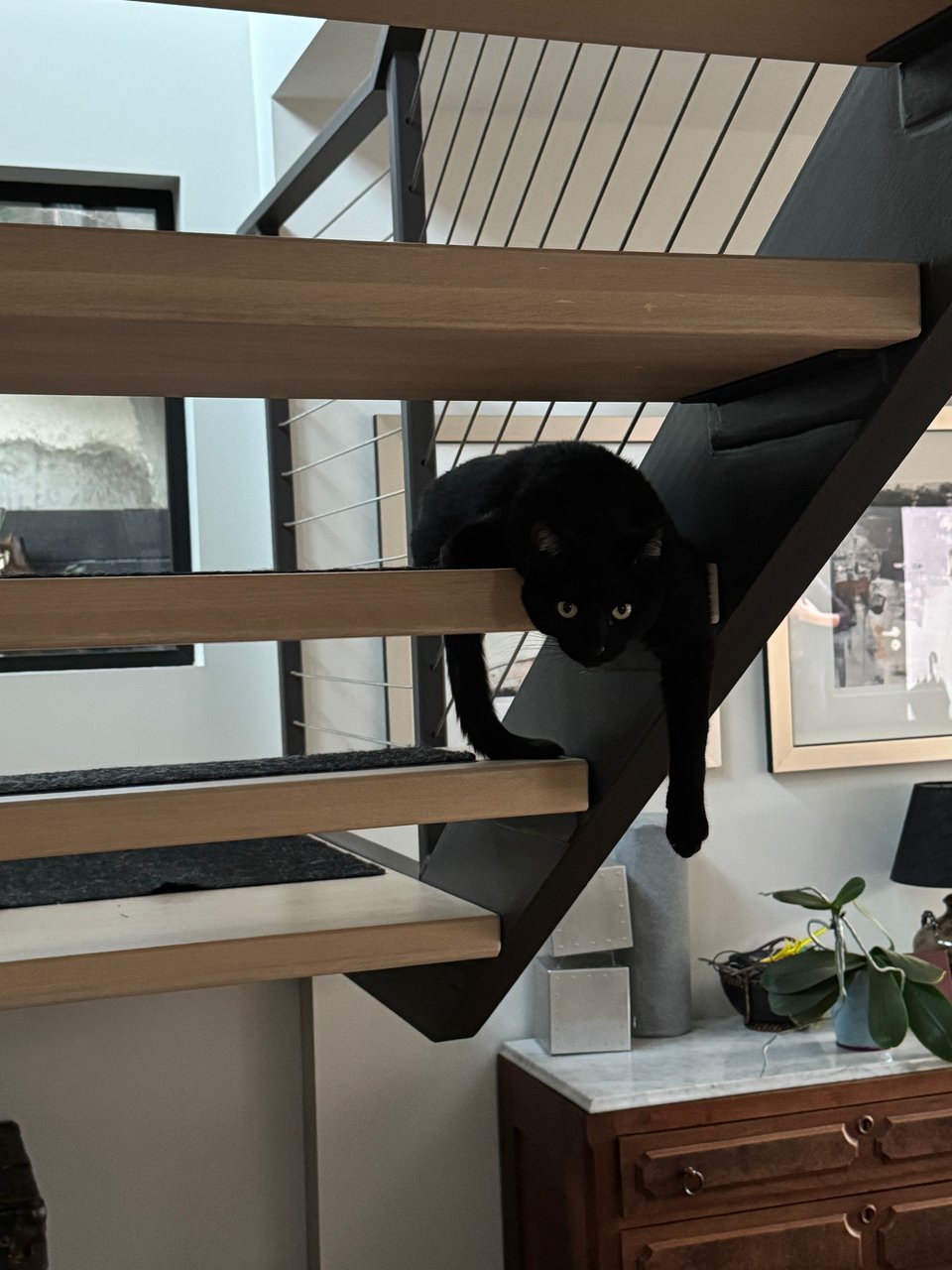 Black cat, arm extended, on stairs.