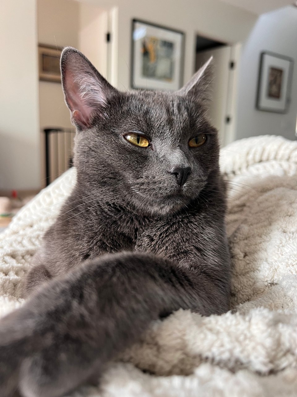 Grey cat, crossed paws, very sleepy