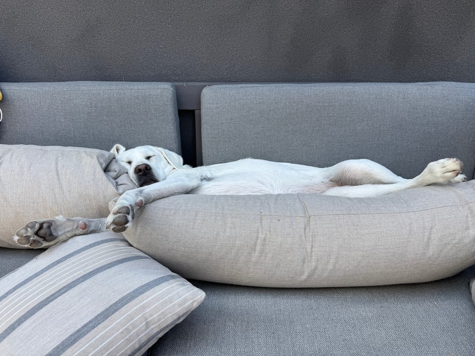 A white Labrador Retriever is sleeping a top pillows. She has no care in the world.