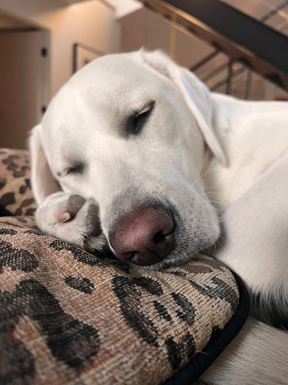 A white Labrador Retriever is sleeping. It's a close-up photo of her face, resting on her paw. She's sleeping on top of a pillow.
