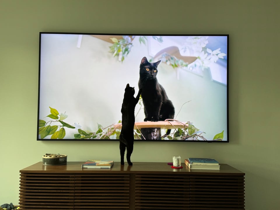 Black cat pawing at a black cat on the TV screen