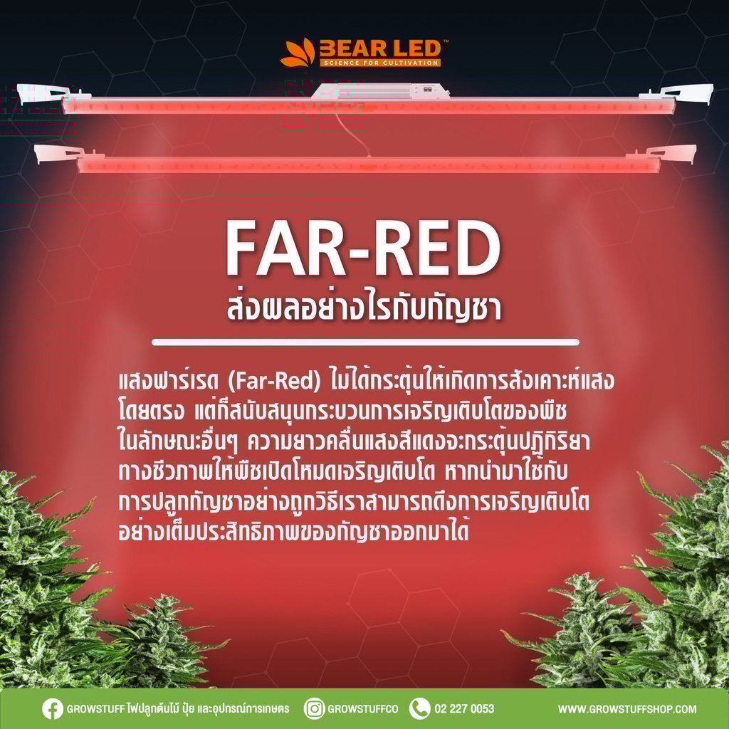 ไฟปลูกต้นกัญชา