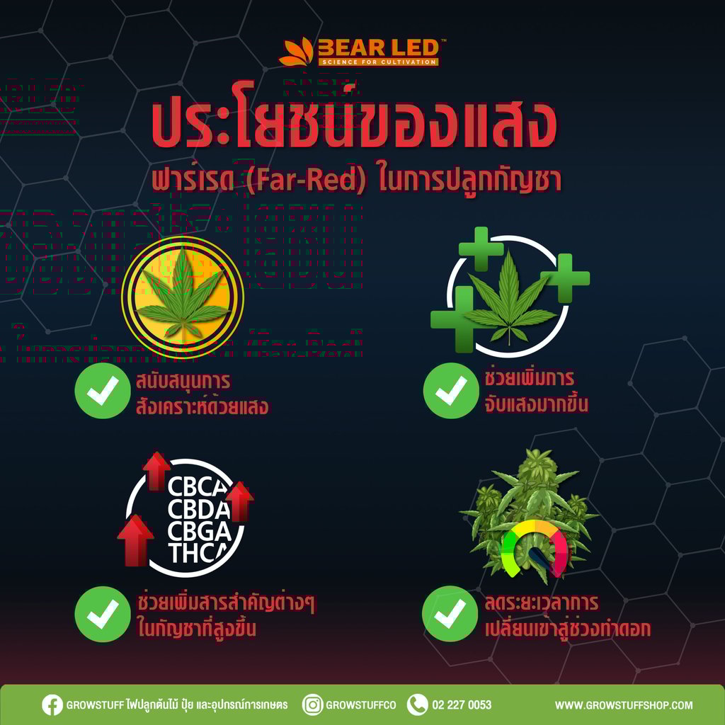 ไฟปลูกต้นกัญชา