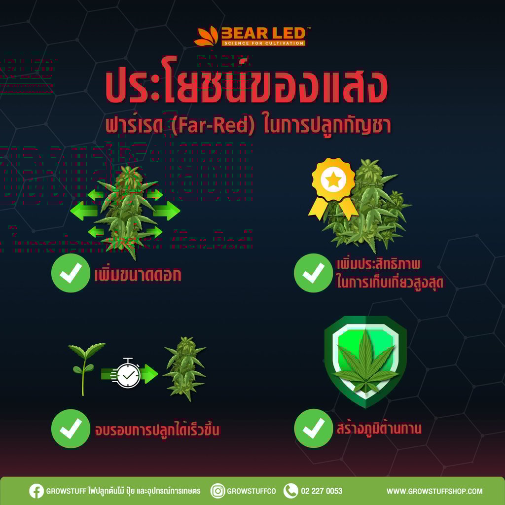 ไฟปลูกต้นกัญชา