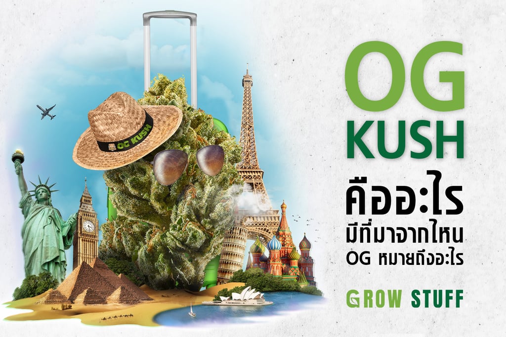 กัญชา og kush