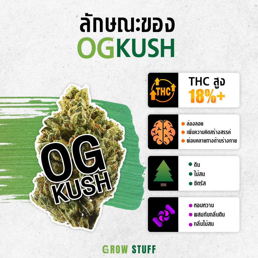กัญชา og kush