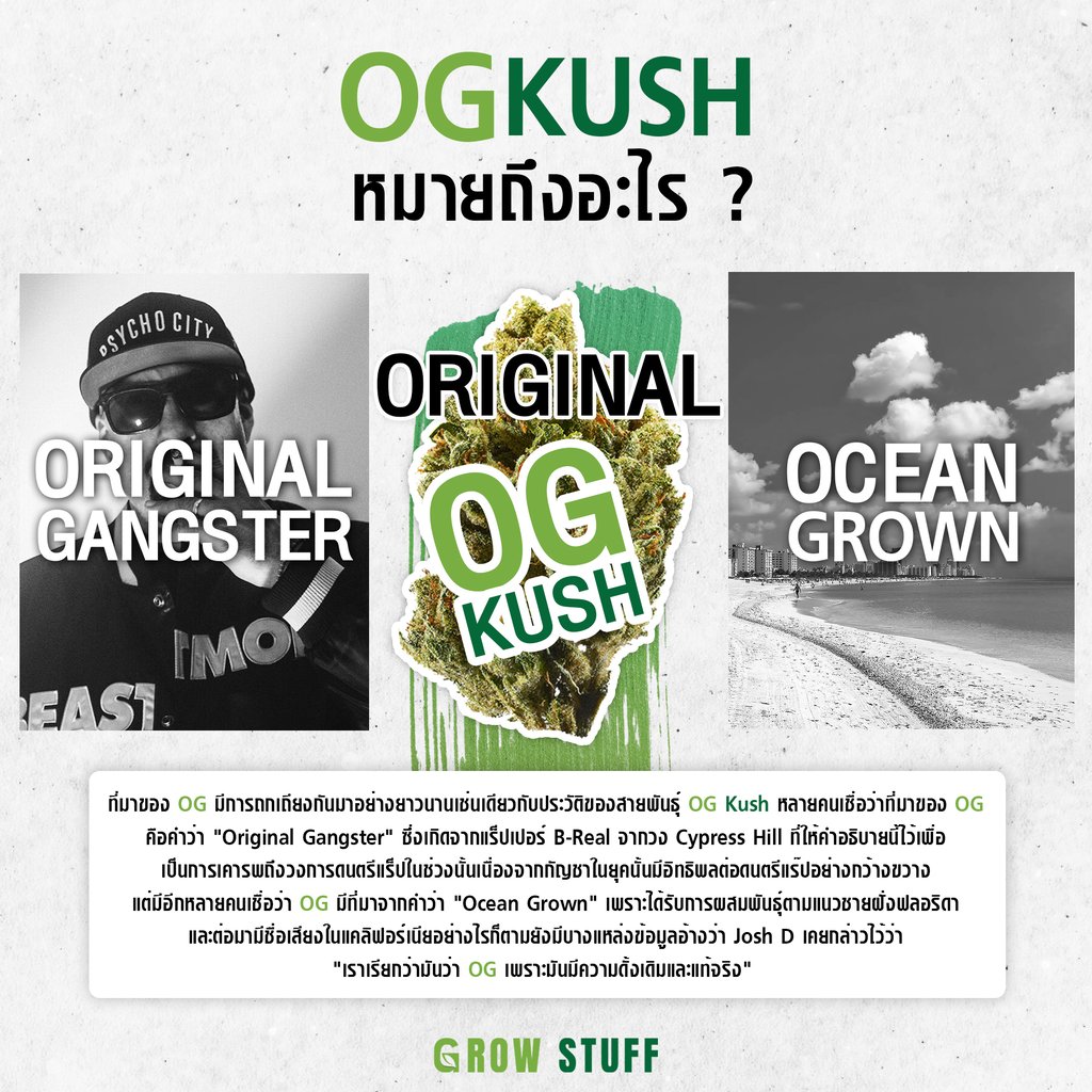 กัญชา og kush